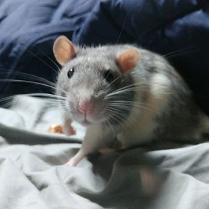 Meet your Posher, Taylor